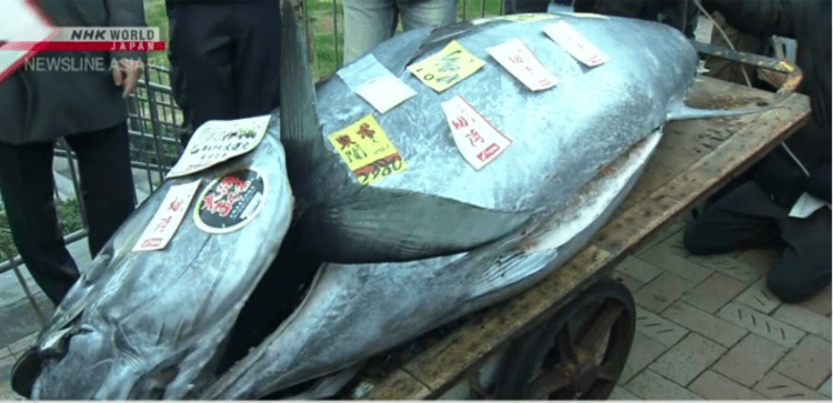 Atum é vendido por mais de 100 milhões de ienes em primeiro leilão de 2024 em Tóquio