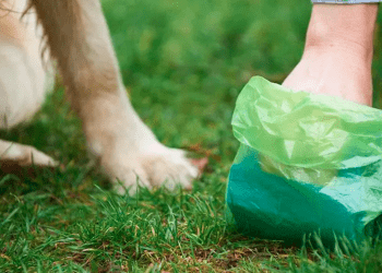 idoso é detido por descartar fezes de seu cachorro em propriedade particular