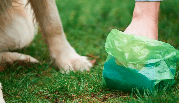 idoso é detido por descartar fezes de seu cachorro em propriedade particular