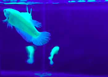 Comerciantes são presos por venda ilegal de peixes tropicais com DNA modificado