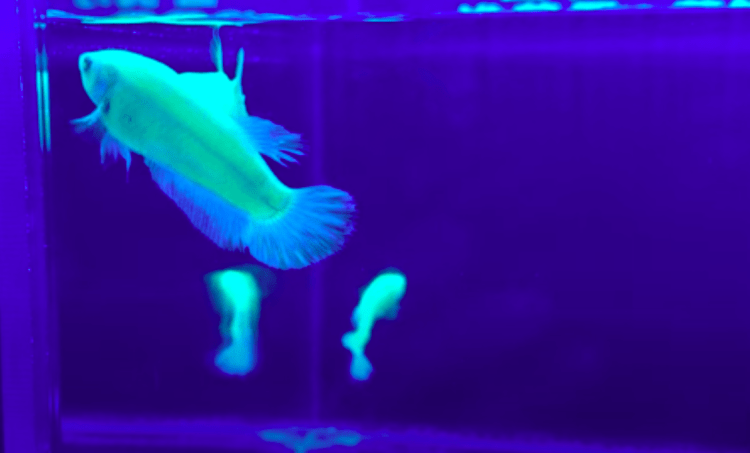 Comerciantes são presos por venda ilegal de peixes tropicais com DNA modificado