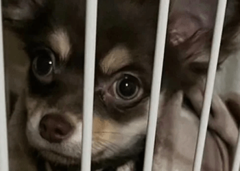 Associação oferece atendimento veterinário gratuito para animais afetados pelo terremoto