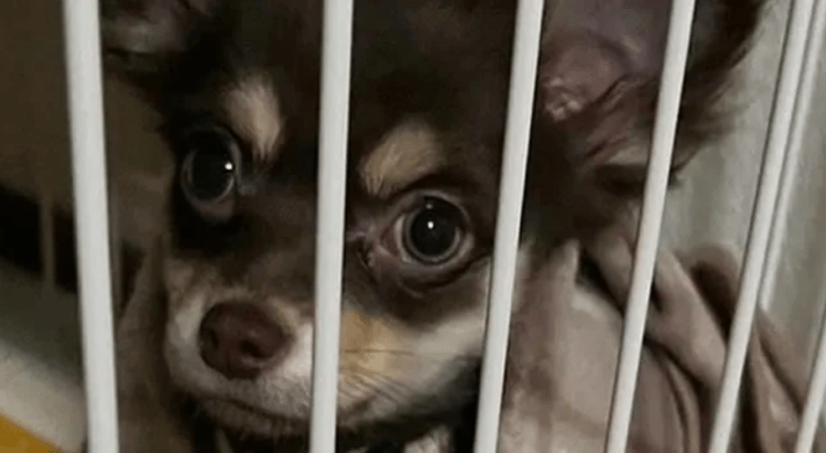 Associação oferece atendimento veterinário gratuito para animais afetados pelo terremoto