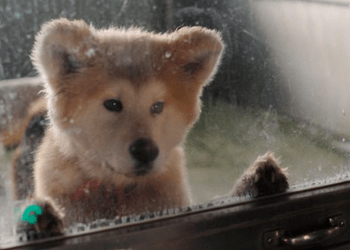 Terremotos no Japão: maioria dos abrigos rejeita pets de atingidos