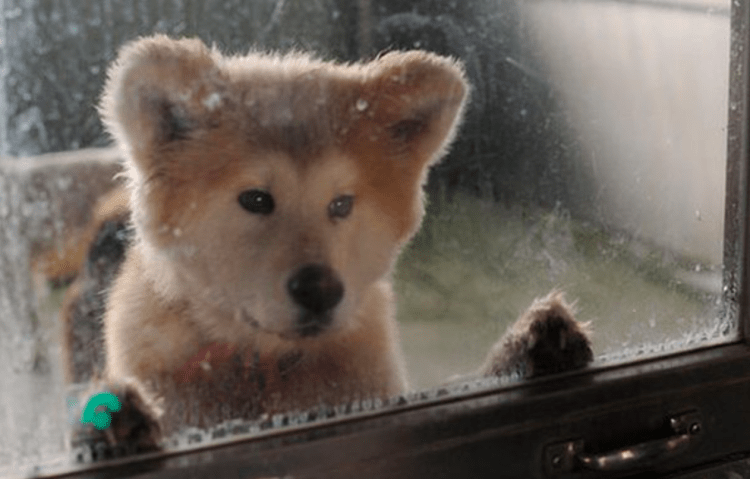 Terremotos no Japão: maioria dos abrigos rejeita pets de atingidos