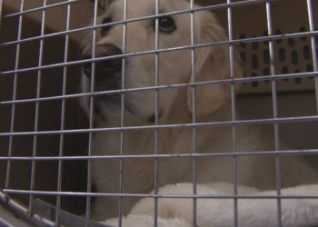 Província de Ishikawa monta trailers para animais de estimação dos evacuados