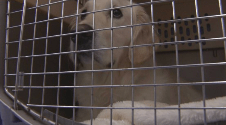 Província de Ishikawa monta trailers para animais de estimação dos evacuados