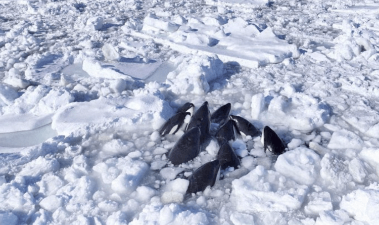 Baleias assassinas são vistas presas em gelo flutuante em costa da principal ilha de Hokkaido