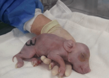 Leitões são produzidos por pesquisadores japoneses para transplantes entre espécies em humanos