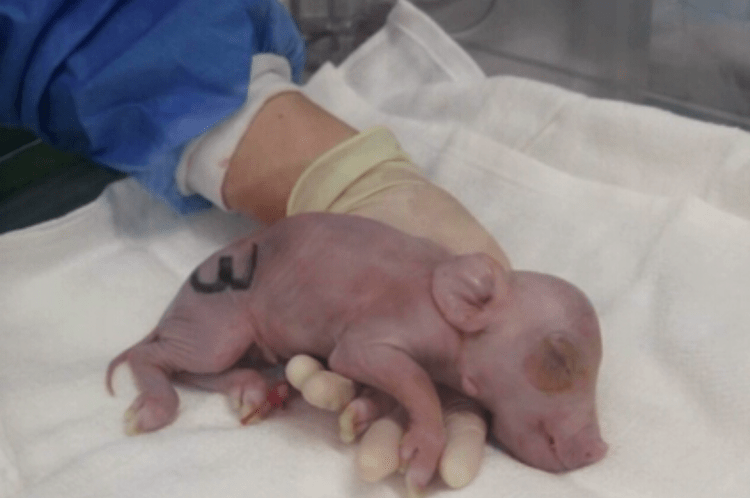 Leitões são produzidos por pesquisadores japoneses para transplantes entre espécies em humanos