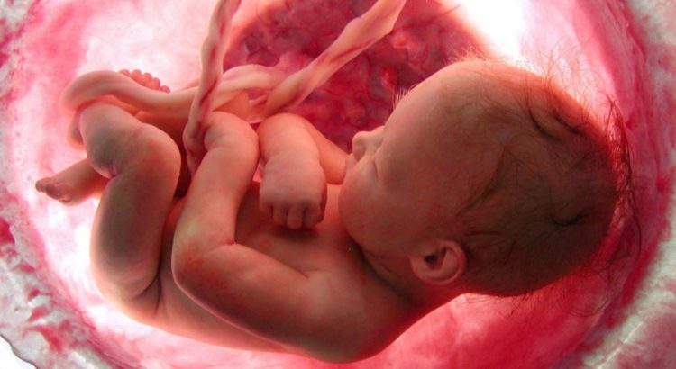 Japão planeja realizar transplante de rim de porco em feto