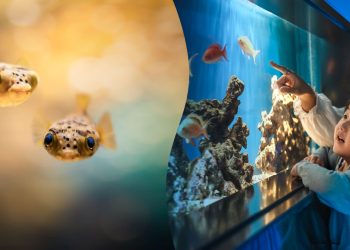 Novo sistema de entrada, pague quanto quiser está sendo testado em Aquário de Shizuoka