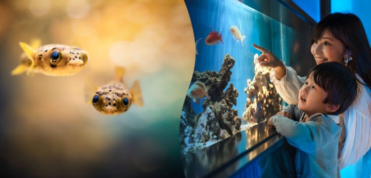 Novo sistema de entrada, pague quanto quiser está sendo testado em Aquário de Shizuoka