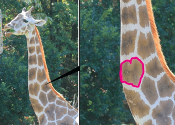 Famosa Girafa com marca de coração no pescoço morre aos 16 anos, no zoológico de Nagoya