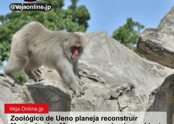 Zoológico de Ueno planeja reconstruir Montanha dos Macacos para simular ambiente florestal