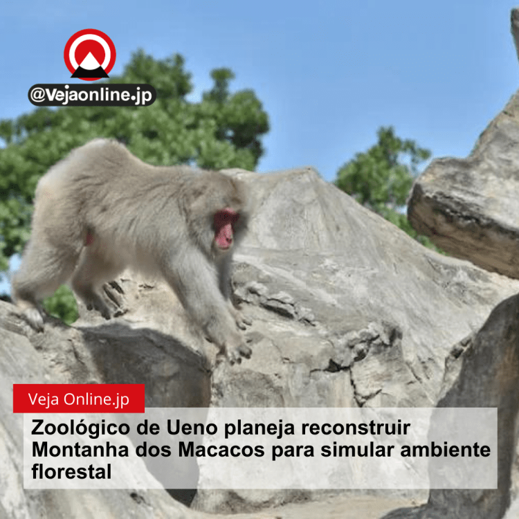Zoológico de Ueno planeja reconstruir Montanha dos Macacos para simular ambiente florestal