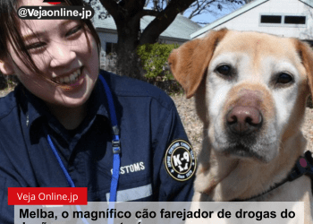 Melba, o magnífico cão farejador de drogas do Japão se aposentará