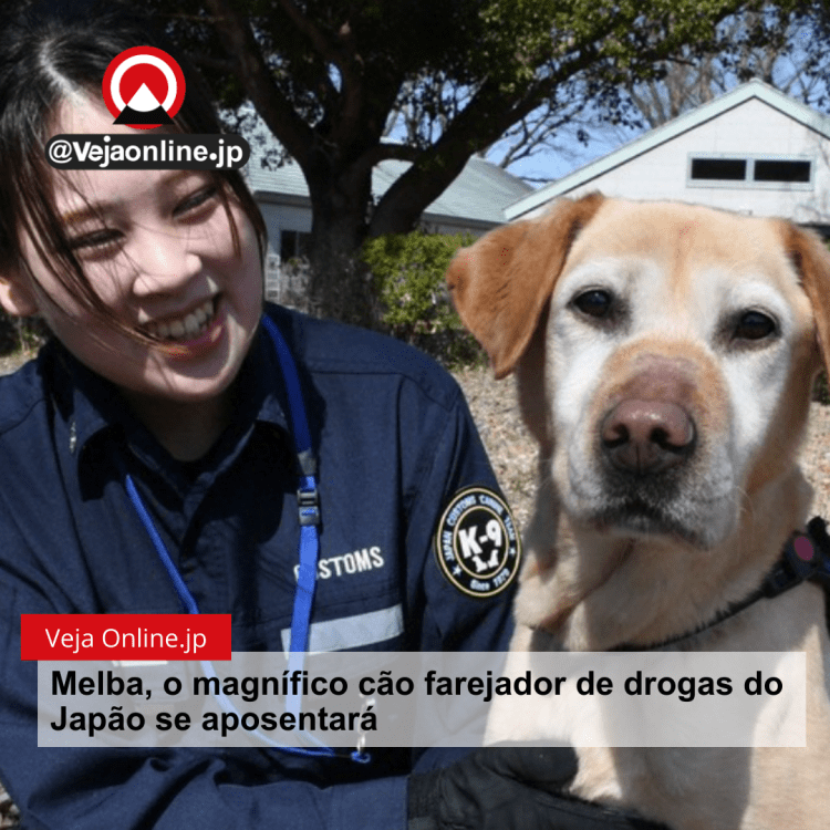 Melba, o magnífico cão farejador de drogas do Japão se aposentará