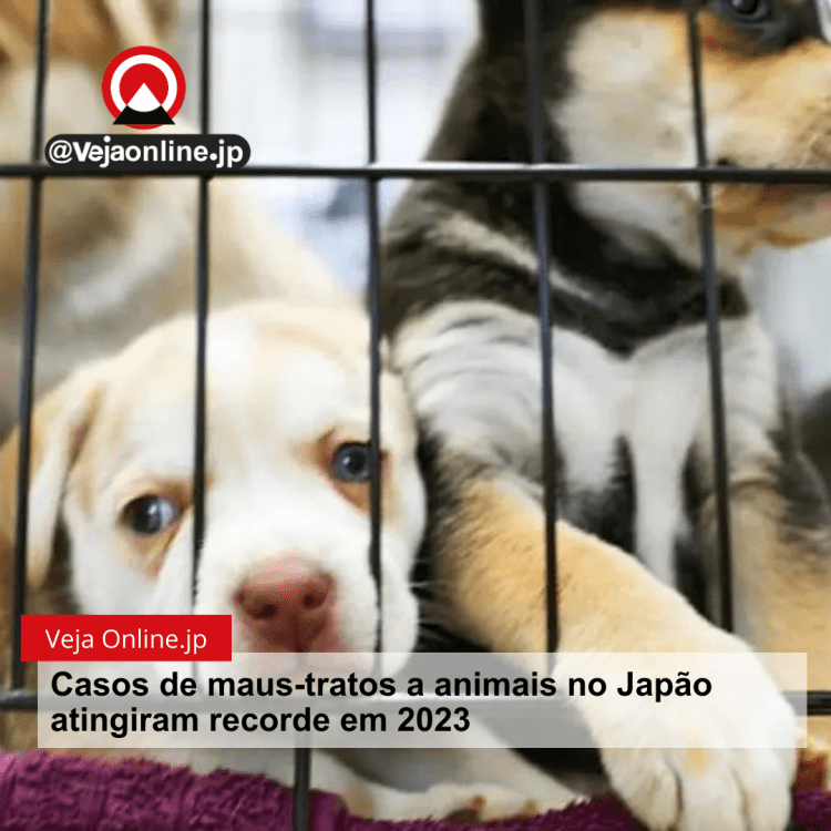 Casos de maus-tratos a animais no Japão atingiram recorde em 2023