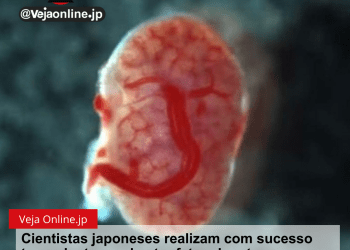 Cientistas japoneses realizam com sucesso transplante renal entre fetos de ratos