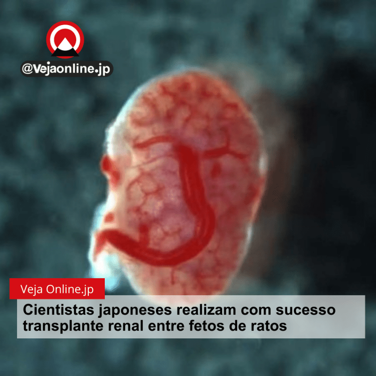 Cientistas japoneses realizam com sucesso transplante renal entre fetos de ratos