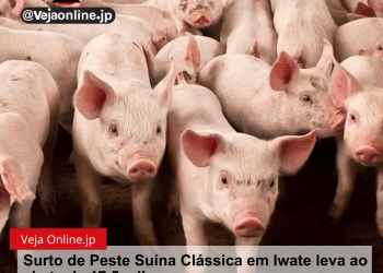 Surto de Peste Suína Clássica em Iwate leva ao abate de 17,5 mil porcos