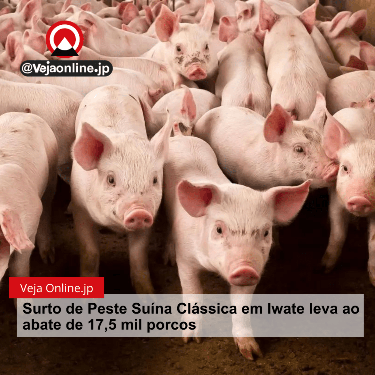 Surto de Peste Suína Clássica em Iwate leva ao abate de 17,5 mil porcos
