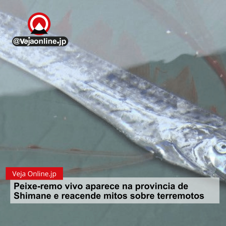 Peixe-remo vivo aparece na provincia de Shimane e reacende mitos sobre terremotos