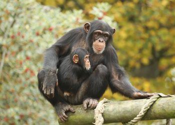 Funcionário é indiciado por roubar comidas destinadas aos animais em Zoológico de Osaka