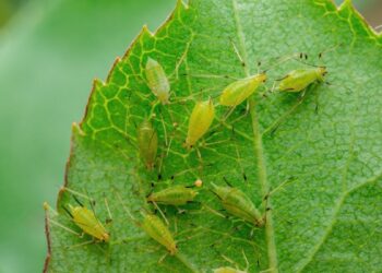 Alunos encontram pulgões em sopa de merenda escolar em Aichi