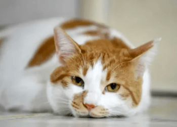 Oizumi lançará RG para gatos