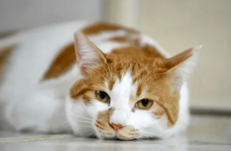 Oizumi lançará RG para gatos