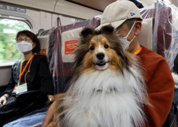JR Tokai testará vagão de shinkansen para pets