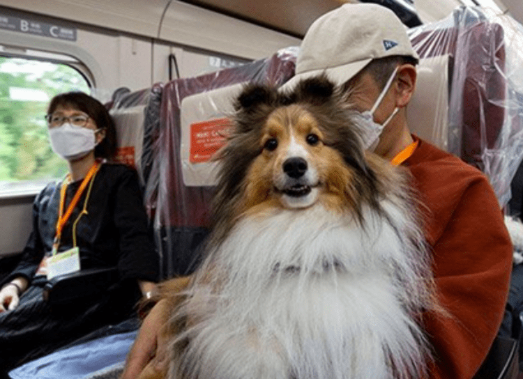 JR Tokai testará vagão de shinkansen para pets