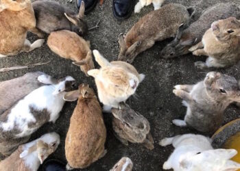 Homem é preso no Japão por chutar um coelho