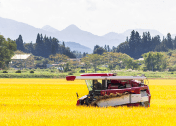 Japão pretende aumentar as exportações de arroz em 7 vezes até 2030