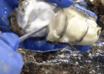 Produtores de ostras afetados por incêndios florestais em Ofunato enfrentam atraso na colheita