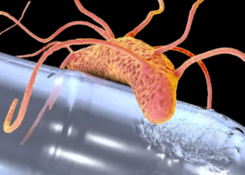 Cientistas japoneses descobrem bactéria que se alimentam de plástico