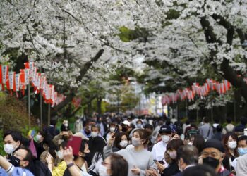 Temporada de flores de cerejeira no Japão começa em 21 de março