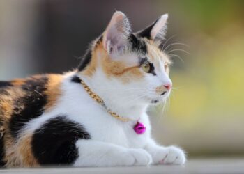 Mistério sobre pelagem de gatos tricolores é desvendado por pesquisadores do Japão