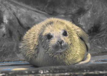 Aquário de Aomori, no Japão, recebe o primeiro filhote de foca-malhada em 2 anos