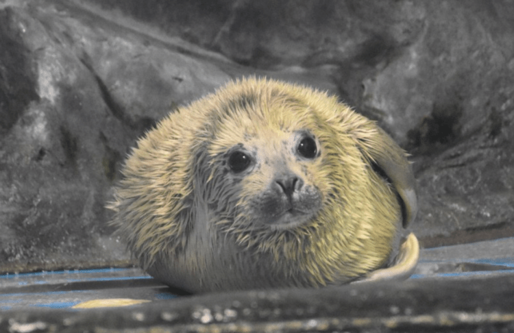 Aquário de Aomori, no Japão, recebe o primeiro filhote de foca-malhada em 2 anos