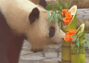 Zoológico celebra o último Dia das Mães da panda gigante Rauhin no Japão