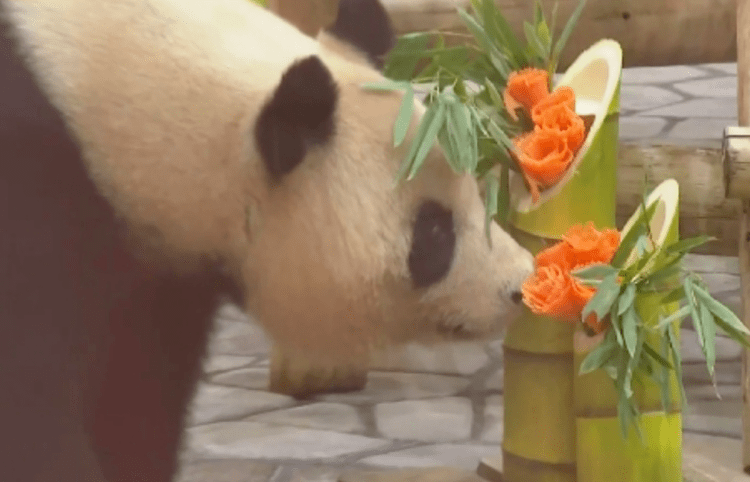 Zoológico celebra o último Dia das Mães da panda gigante Rauhin no Japão