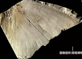 Fóssil de borboleta extinta encontrado no Japão é identificado como sendo de uma nova espécie