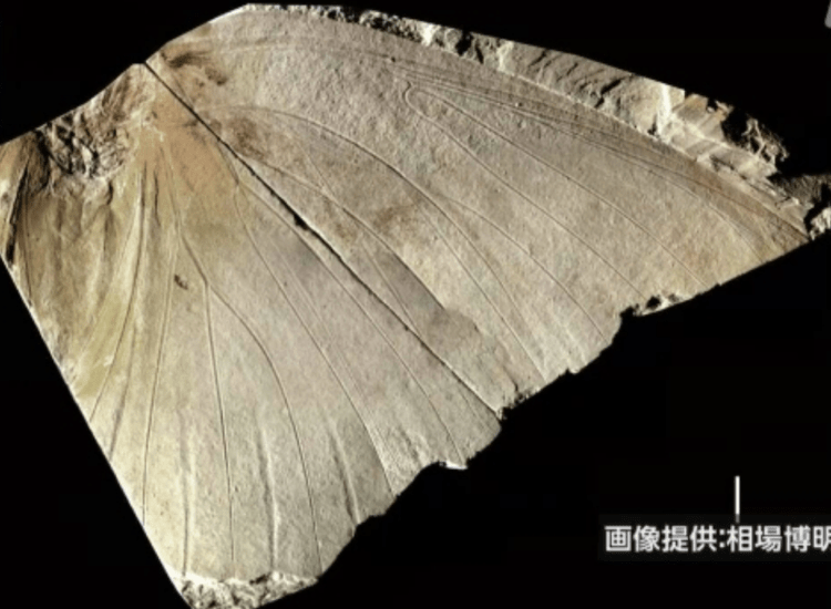 Fóssil de borboleta extinta encontrado no Japão é identificado como sendo de uma nova espécie
