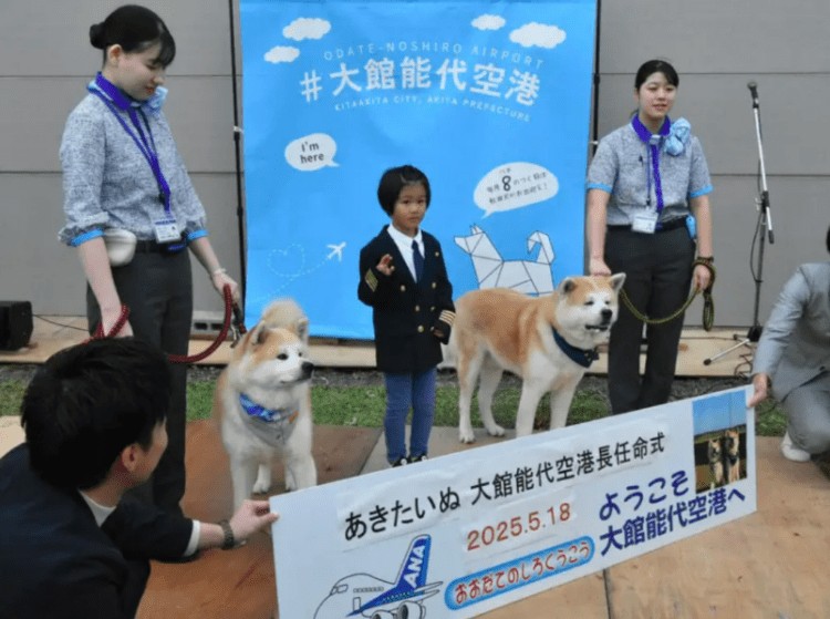 Irmãos da raça Akita são nomeados diretores do aeroporto de Odate-Noshiro