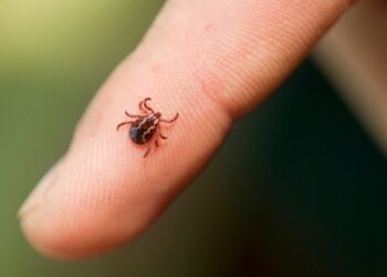 Shizuoka confirma o quinto caso de febre do carrapato na região