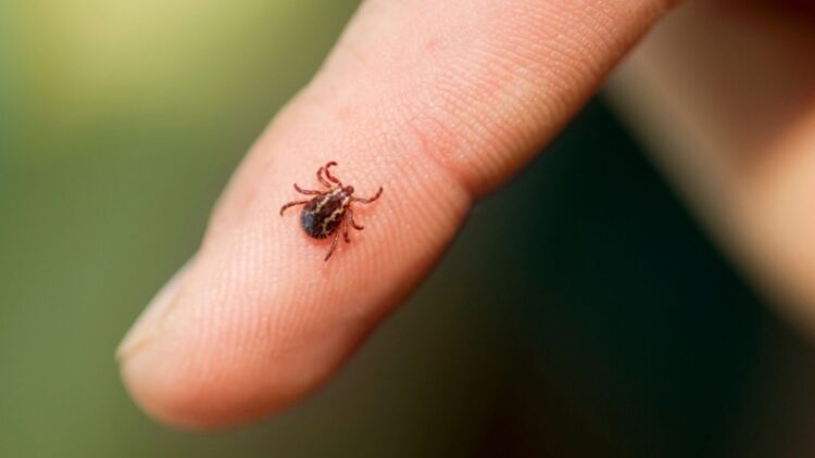 Shizuoka confirma o quinto caso de febre do carrapato na região