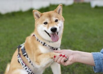 Número de pets ultrapassa o de crianças e tendência continua a crescer no Japão